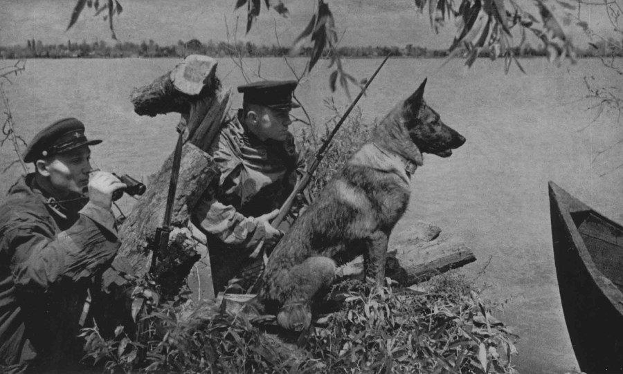 6. Овчарки предвоенной поры 2.